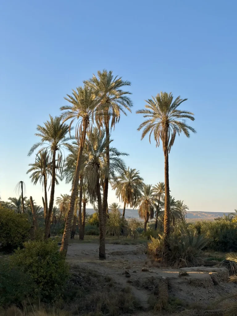 Date palm grove in Bahariya Oasis
