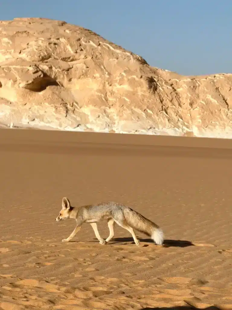Desert fox walking across the sand in the White Desert