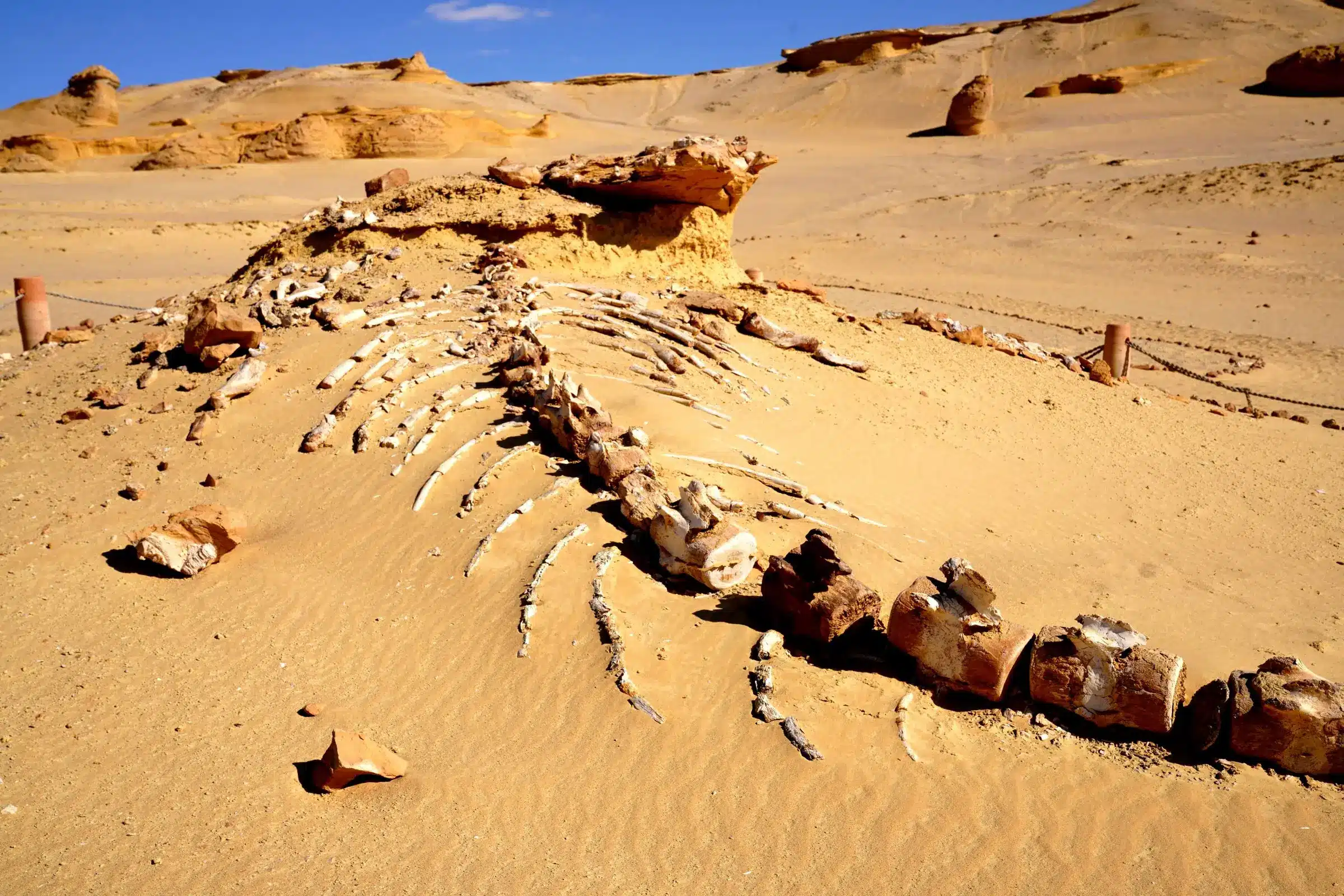 Whale fossil in the desert of Wadi El Hitan, Fayoum